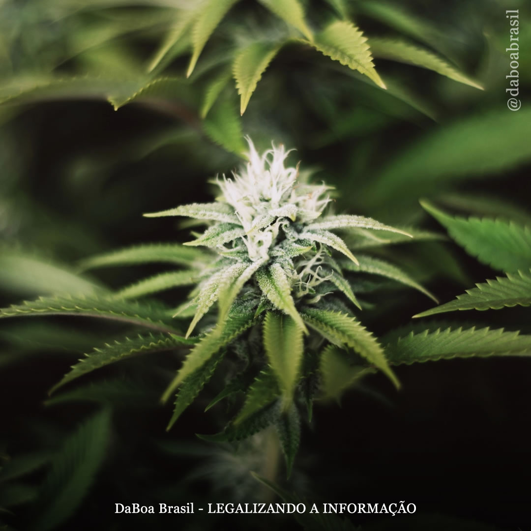 Os 6 tipos diferentes de THC e seus efeitos