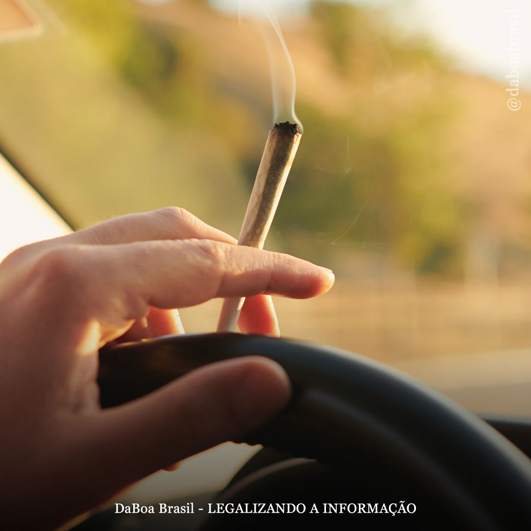Usuários regulares de maconha dirigem melhor que usuários ocasionais, diz estudo