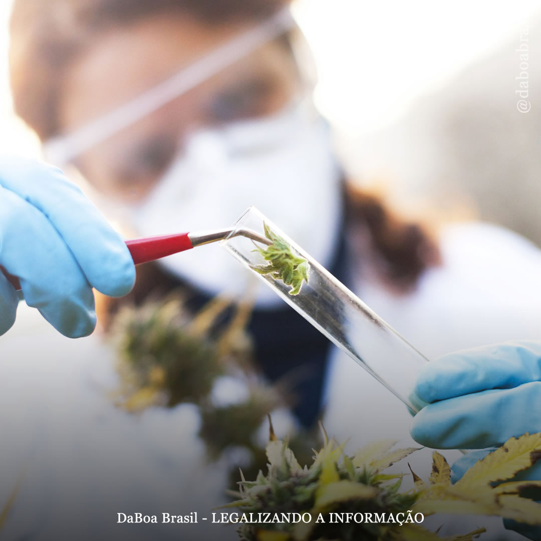 Agências de saúde dos EUA querem financiar estudos sobre canabinoides menores e terpenos da maconha