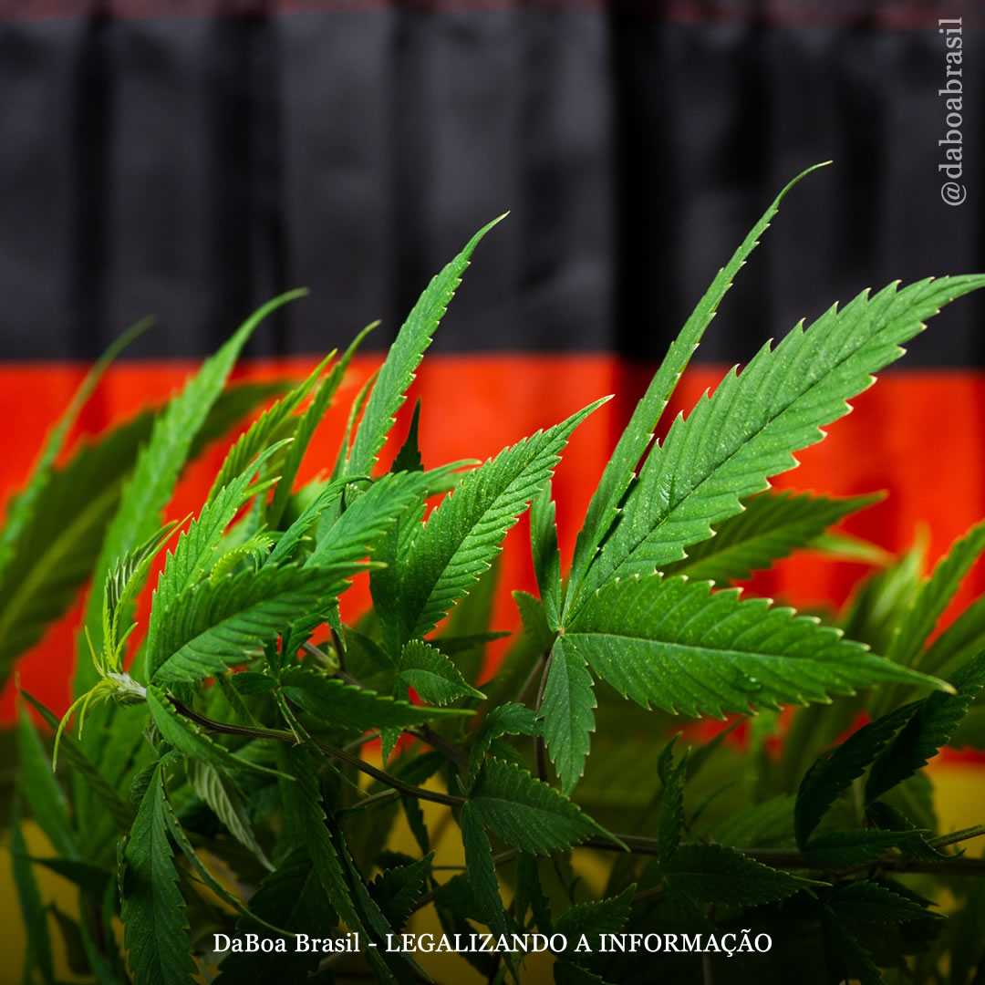 Alemanha: ministro da Saúde confessa ter sido usuário de maconha