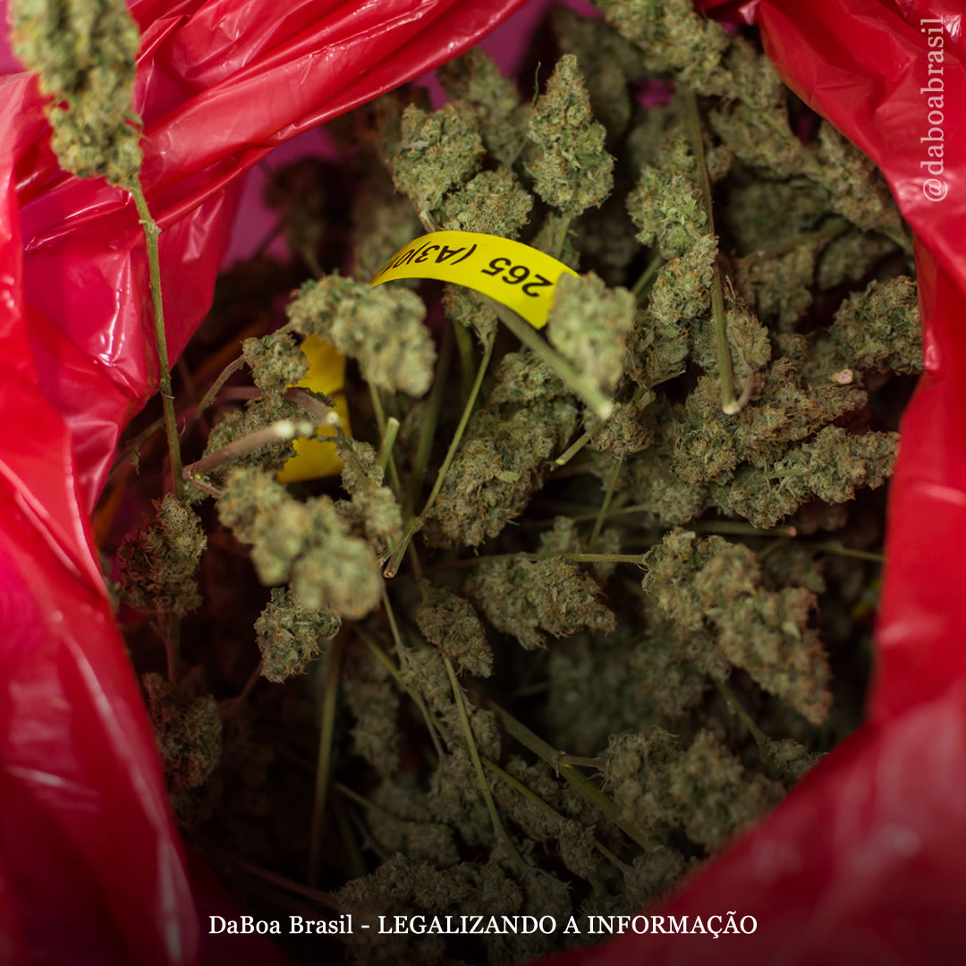 Canadá destruiu 468 toneladas de maconha legal em 2021