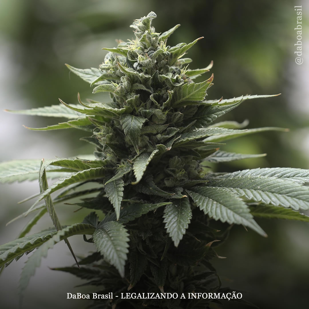 Dicas de cultivo: ciclo de vida e fases do cultivo da planta de maconha