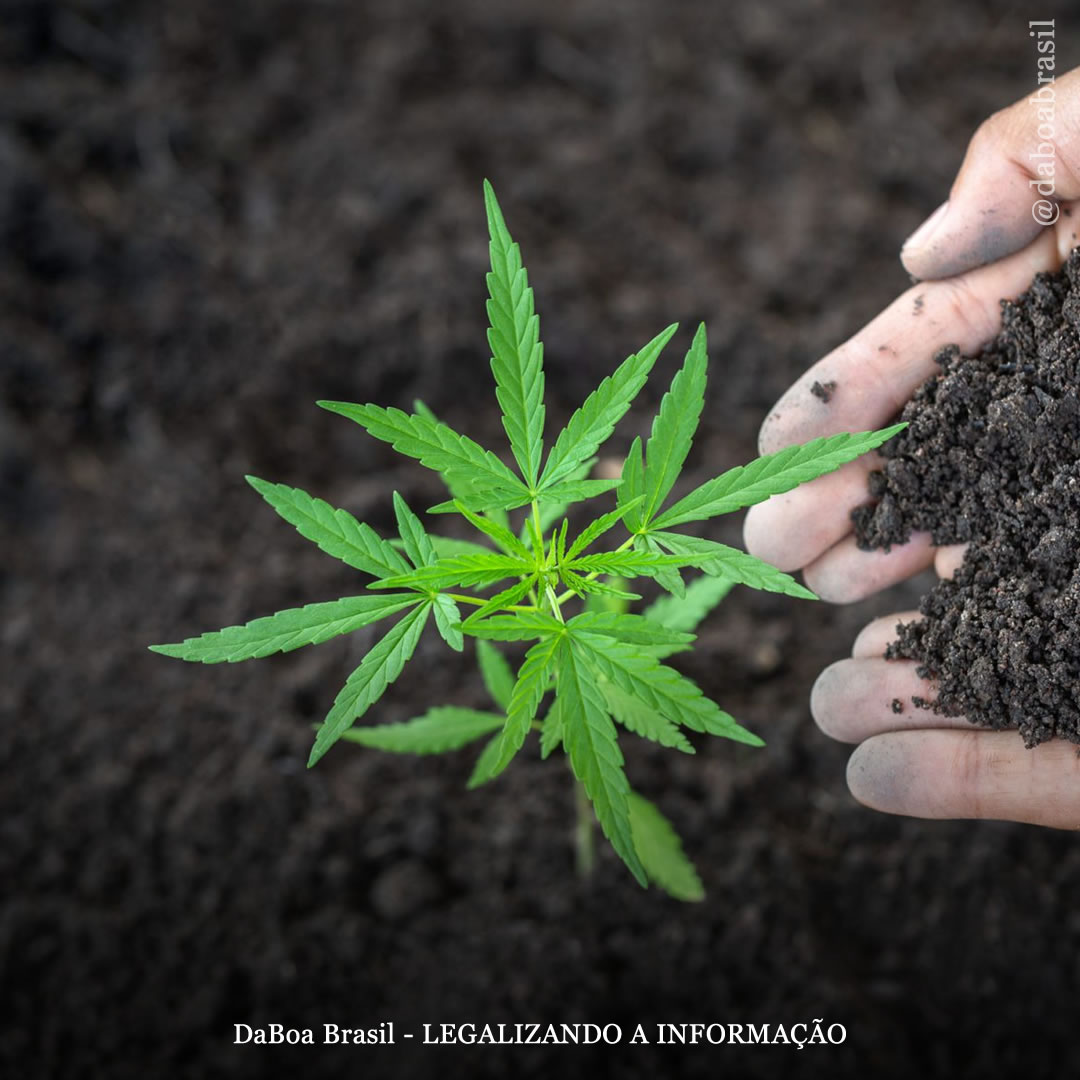 EUA: ativistas da Flórida planejam iniciativa de autocultivo para correr paralelamente à oferta de legalização apoiada pela indústria