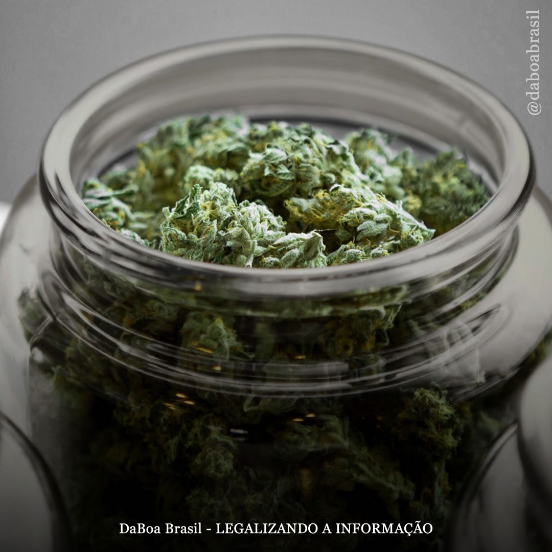 Legalização não faz com que mais adolescentes experimentem maconha, diz novo estudo