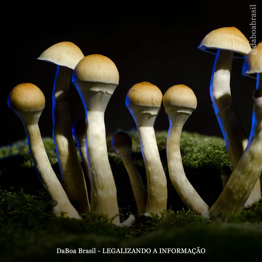 Tratamento com psilocibina está associado a diminuições no uso abusivo de álcool, diz estudo