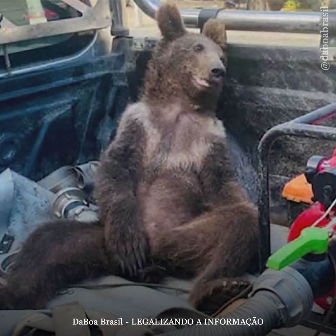 Turquia: ursa filhote é socorrida após ter contato com mel alucinógeno