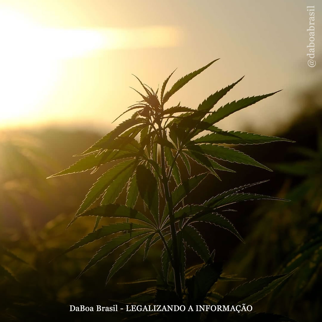 Dicas de cultivo: a melhor temporada para o cultivo outdoor de maconha