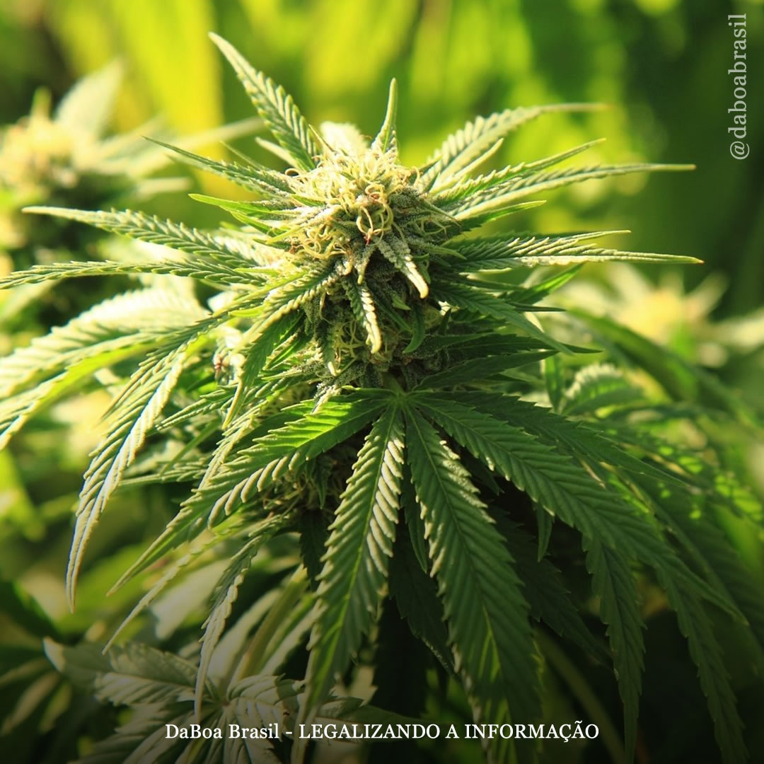 Dicas de cultivo: como evitar pragas no cultivo outdoor de maconha