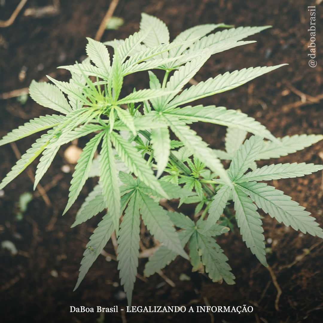 Dicas de cultivo: planejando iniciar um cultivo de maconha ao ar livre