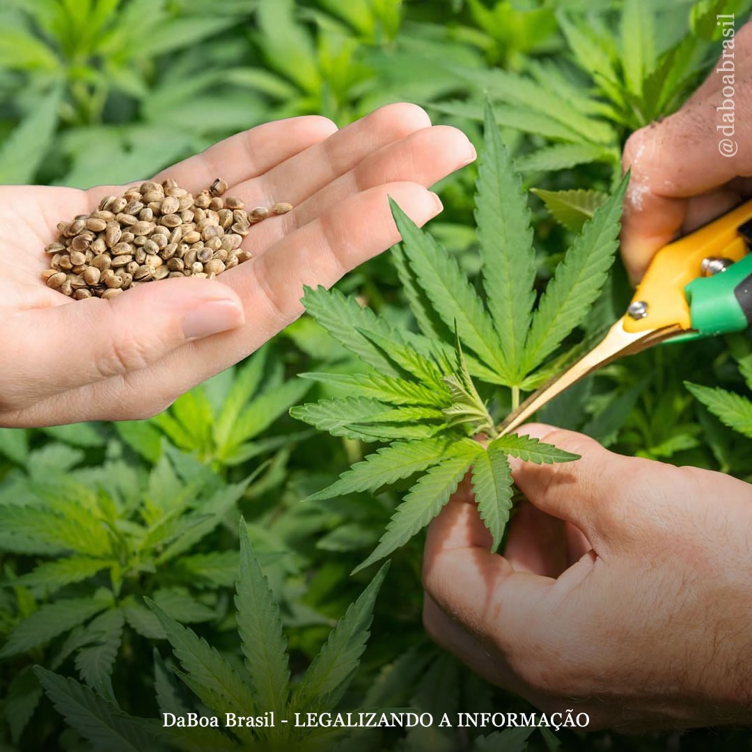 Dicas de cultivo: sementes vs clones de maconha