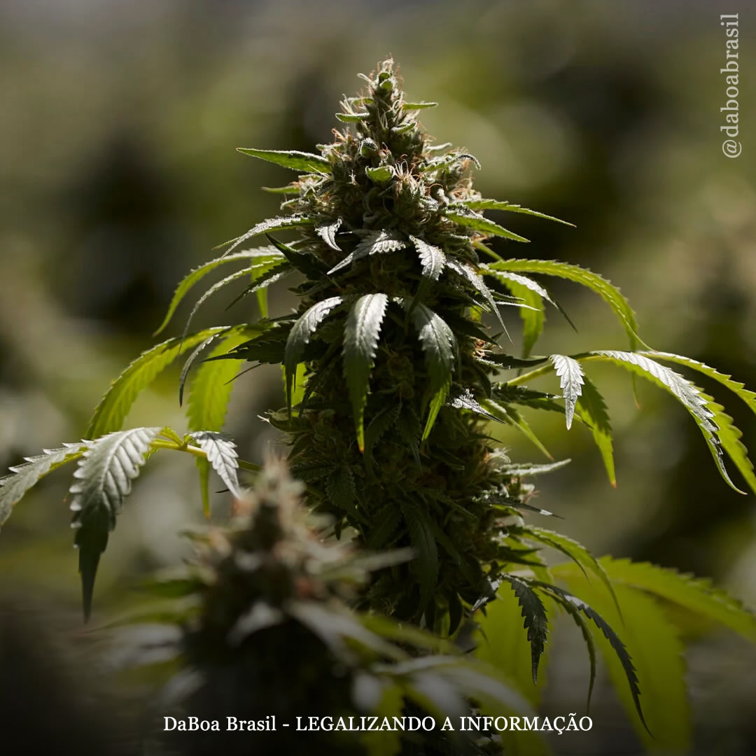 EUA: Nova York aprova a regulamentação do autocultivo de maconha para uso medicinal