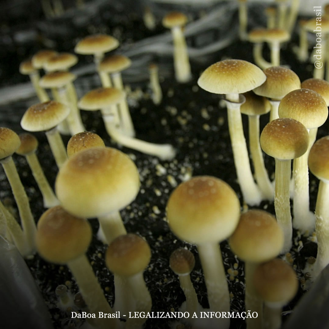 EUA: São Francisco descriminaliza todos os psicodélicos naturais