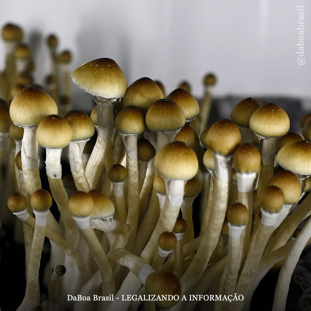 Estudo espanhol busca entender melhor os efeitos dos psicodélicos na saúde mental