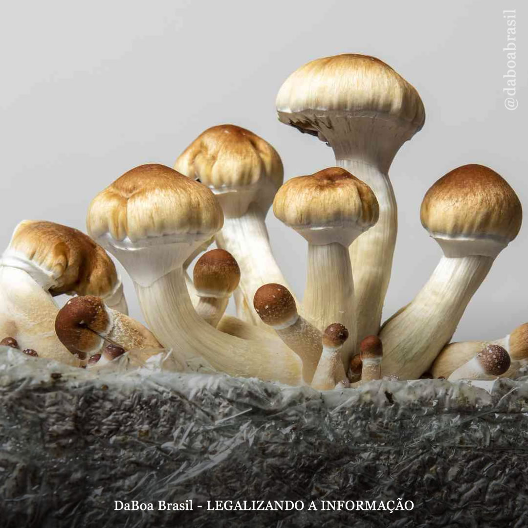 Microdosagem e macrodosagem de psicodélicos podem ajudar a tratar a dor crônica, diz estudo