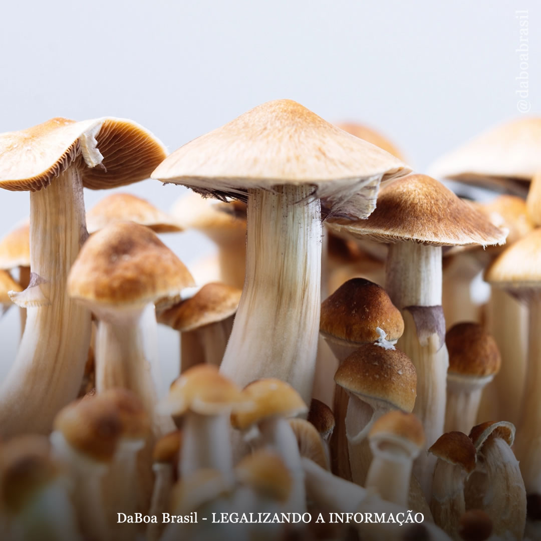 Pesquisadores estudam a psilocibina como tratamento para obesidade