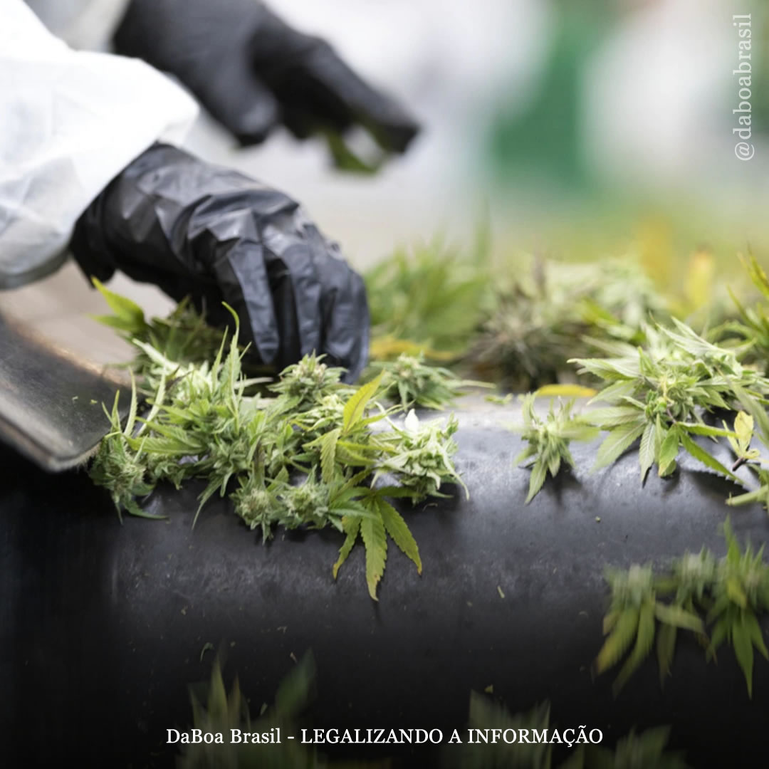 Suíça: venda de maconha legal adiada por contaminação de pesticidas