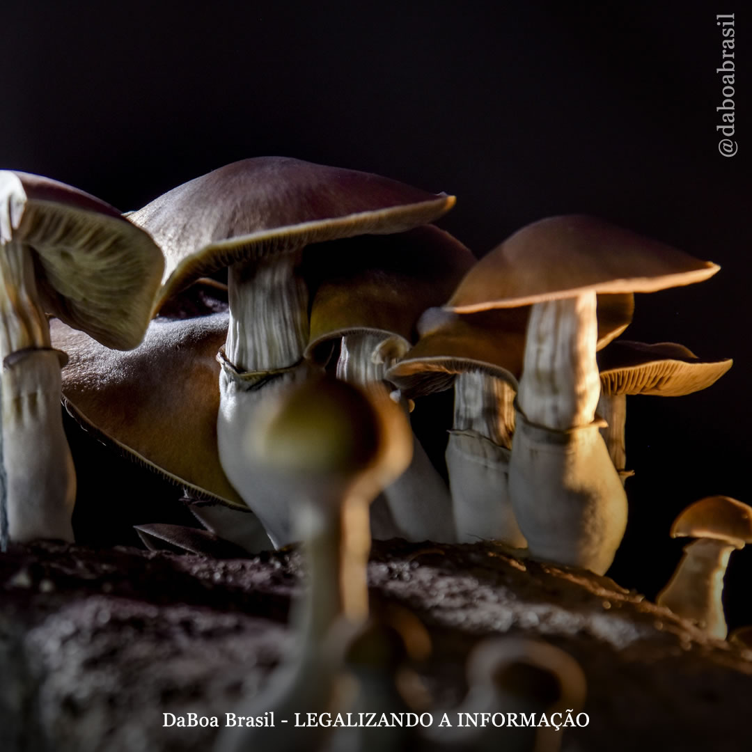 Canadá: Alberta se torna a primeira província a legalizar a terapia psicodélica