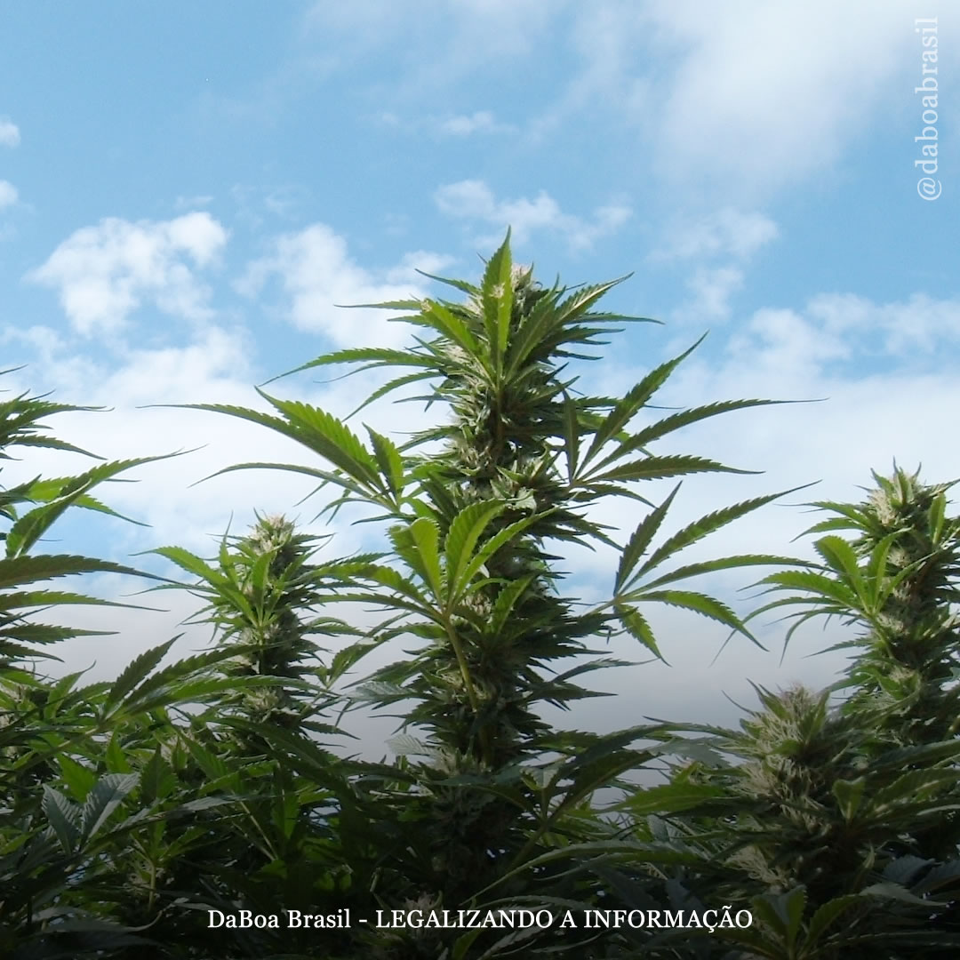 Dicas de cultivo: fertilizantes e remédios naturais para o cultivo orgânico de maconha