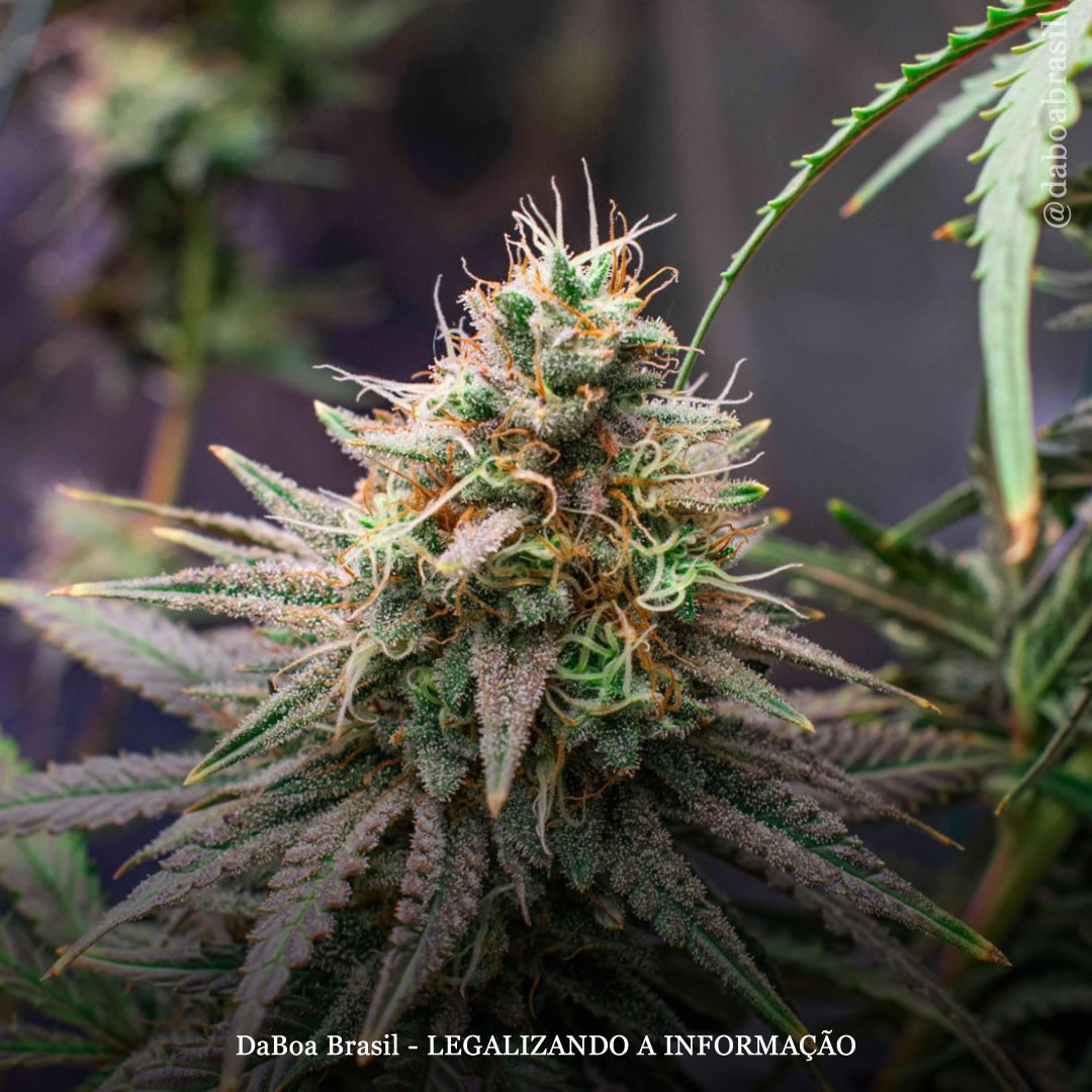 Dicas de cultivo: macronutrientes, nutrientes secundários e micronutrientes essenciais para a maconha