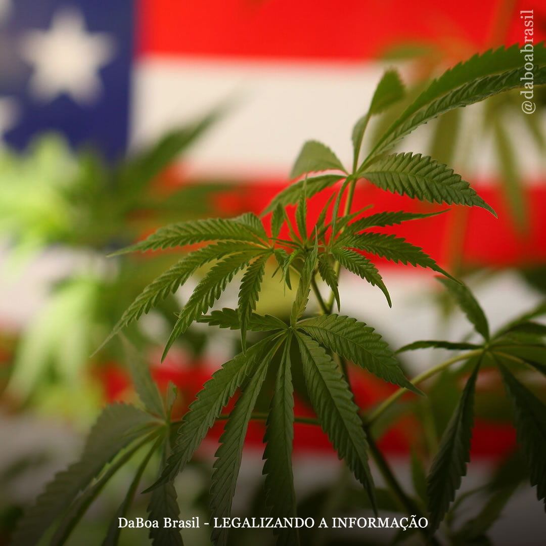 EUA: governo anuncia indultos em massa para presos por maconha e pede revisão do cronograma da cannabis