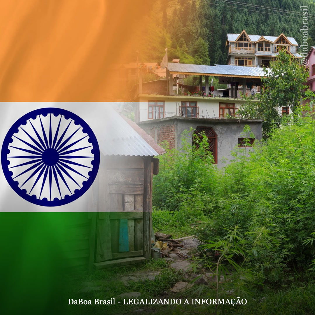 Índia: agricultores pedem que o cultivo de maconha seja regulamentado