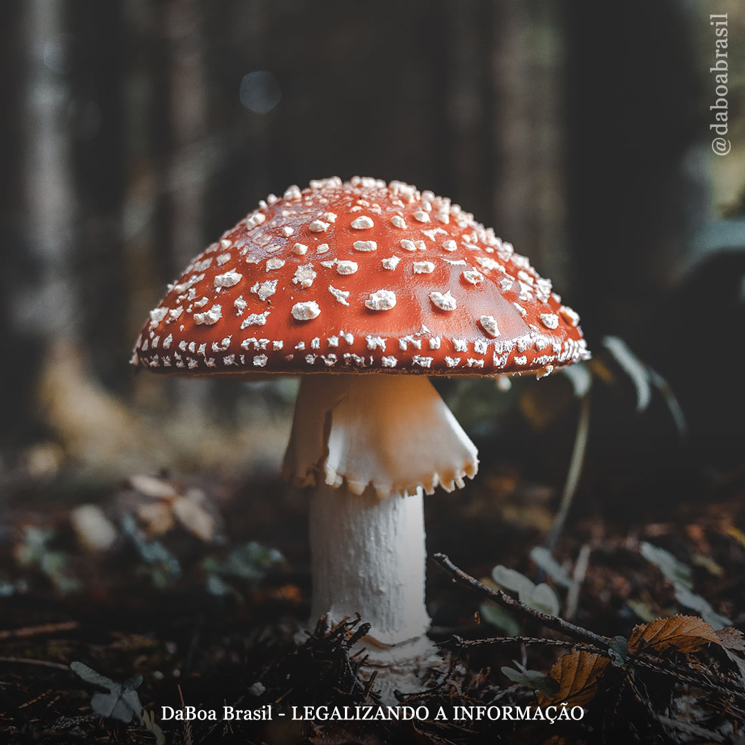 Pessoas que usam psicodélicos estão mais conectadas à natureza, diz estudo