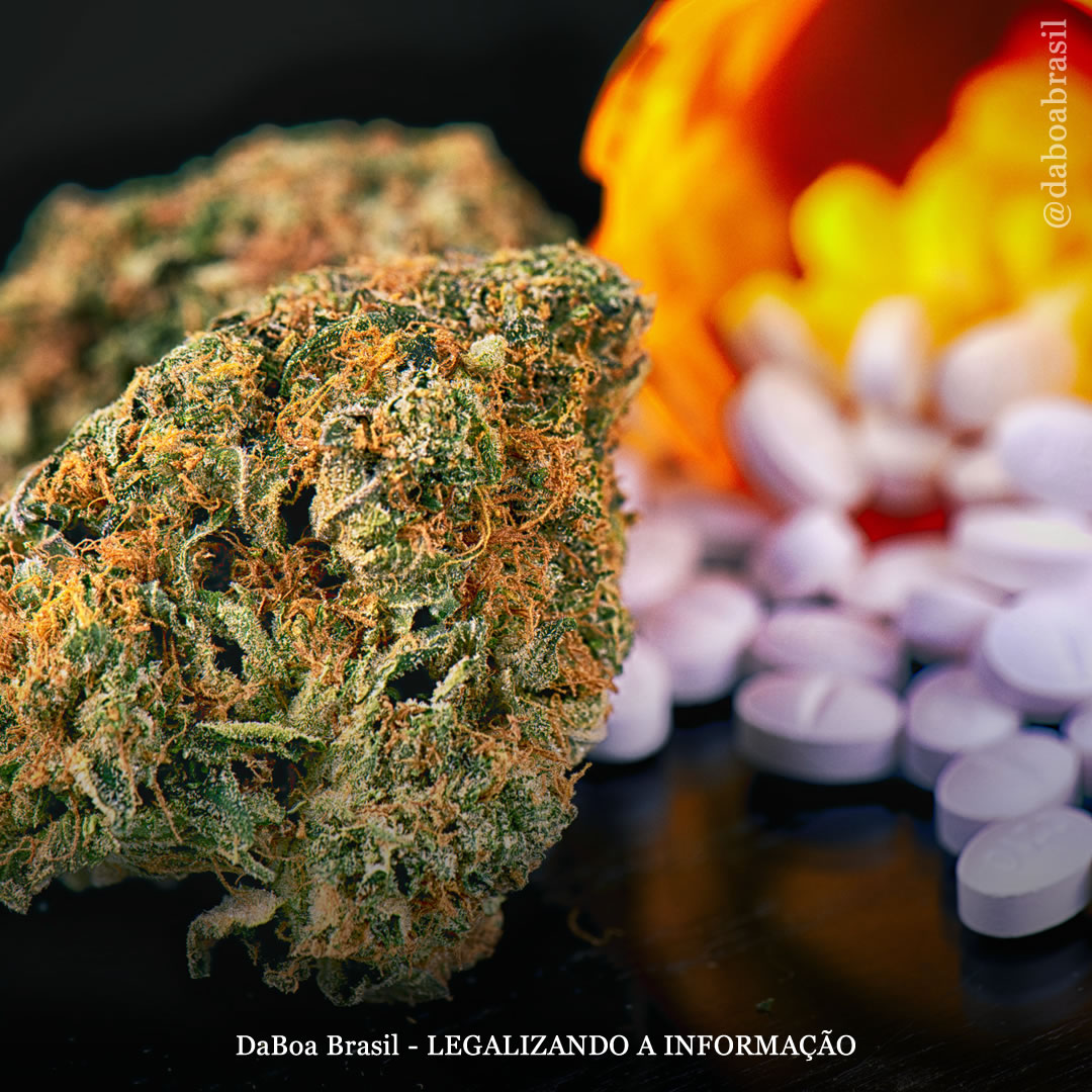 Quase quatro em cada cinco pessoas abandonam ou reduzem os opioides após o uso de maconha