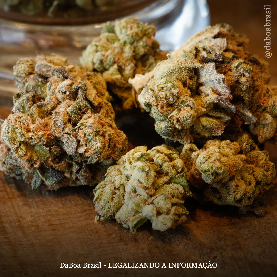 Suíça: Genebra opta pela venda de maconha com um sistema comunitário