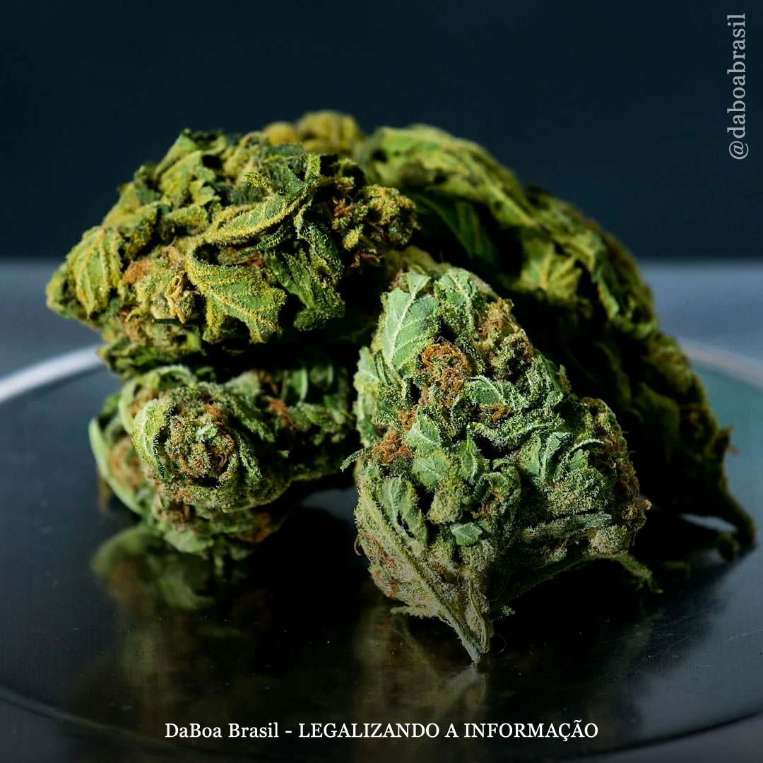 Uso de maconha melhora a qualidade de vida de adultos com TEA, diz estudo