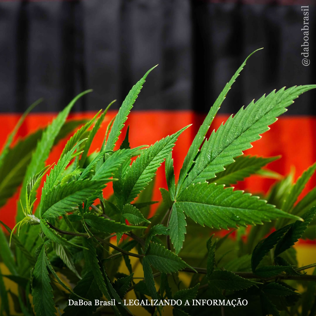 Alemanha: parlamentares pressionam para acelerar projeto de legalização da maconha