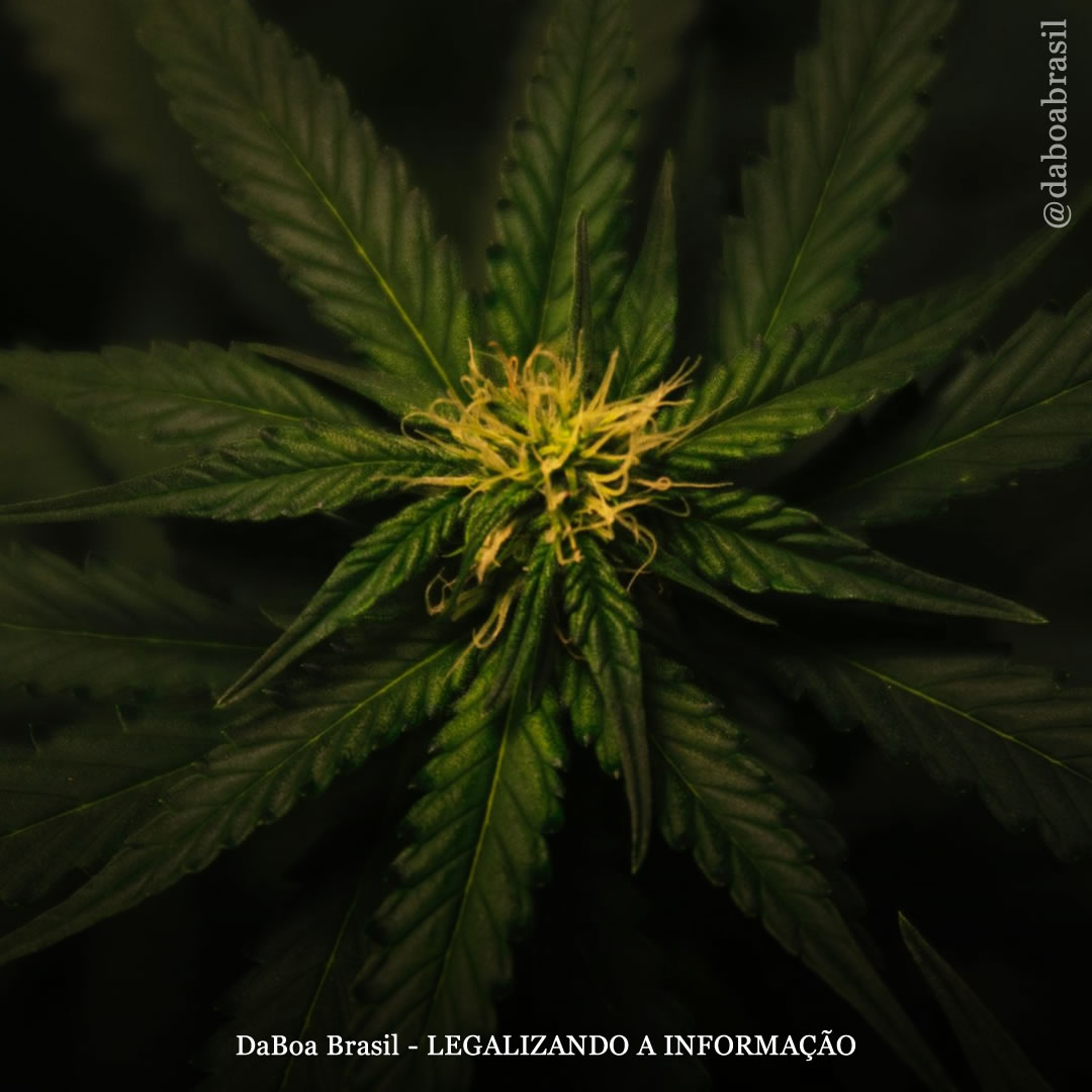 Conceitos básicos sobre maconha e homeostase