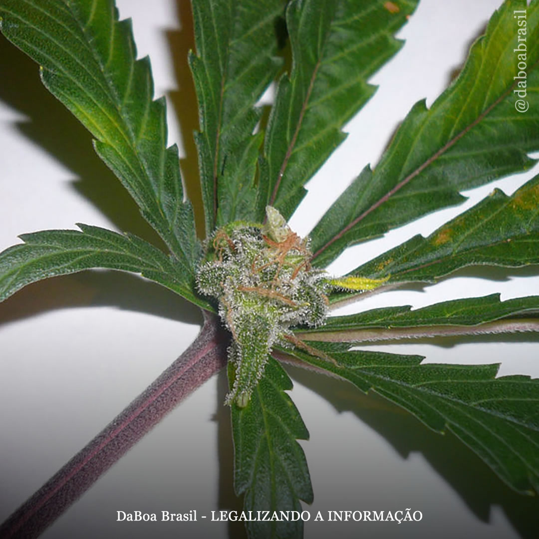 Dicas de cultivo: as mutações mais comuns nas plantas de maconha