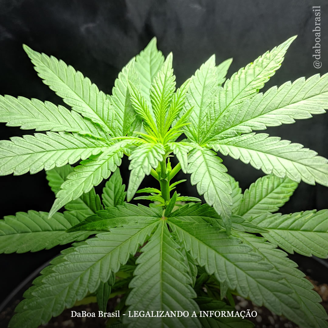 Dicas de cultivo: estágios do crescimento das plantas de maconha