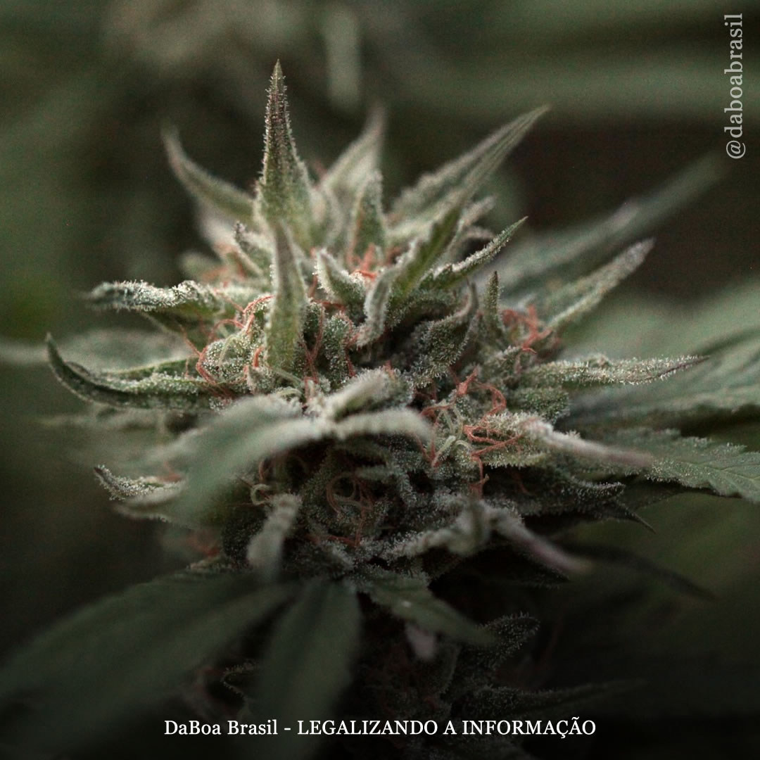 EUA: Oregon perdoa 45.000 pessoas condenadas por maconha