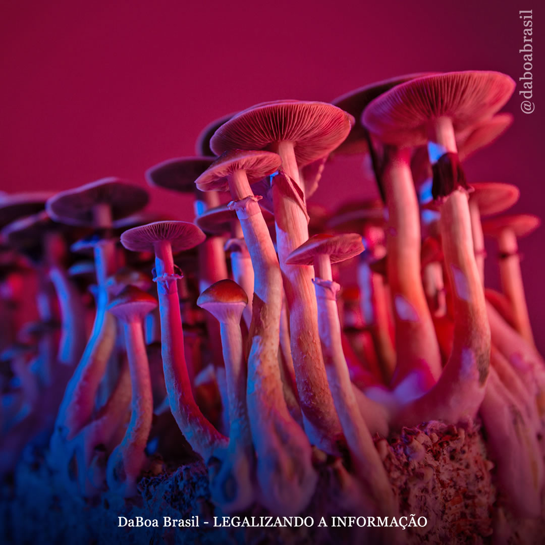 EUA: eleitores do Colorado aprovam iniciativa de votação de legalização de psicodélicos