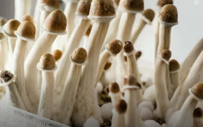 EUA: iniciativa de legalização de psicodélicos no Colorado deve ser aprovada na próxima semana
