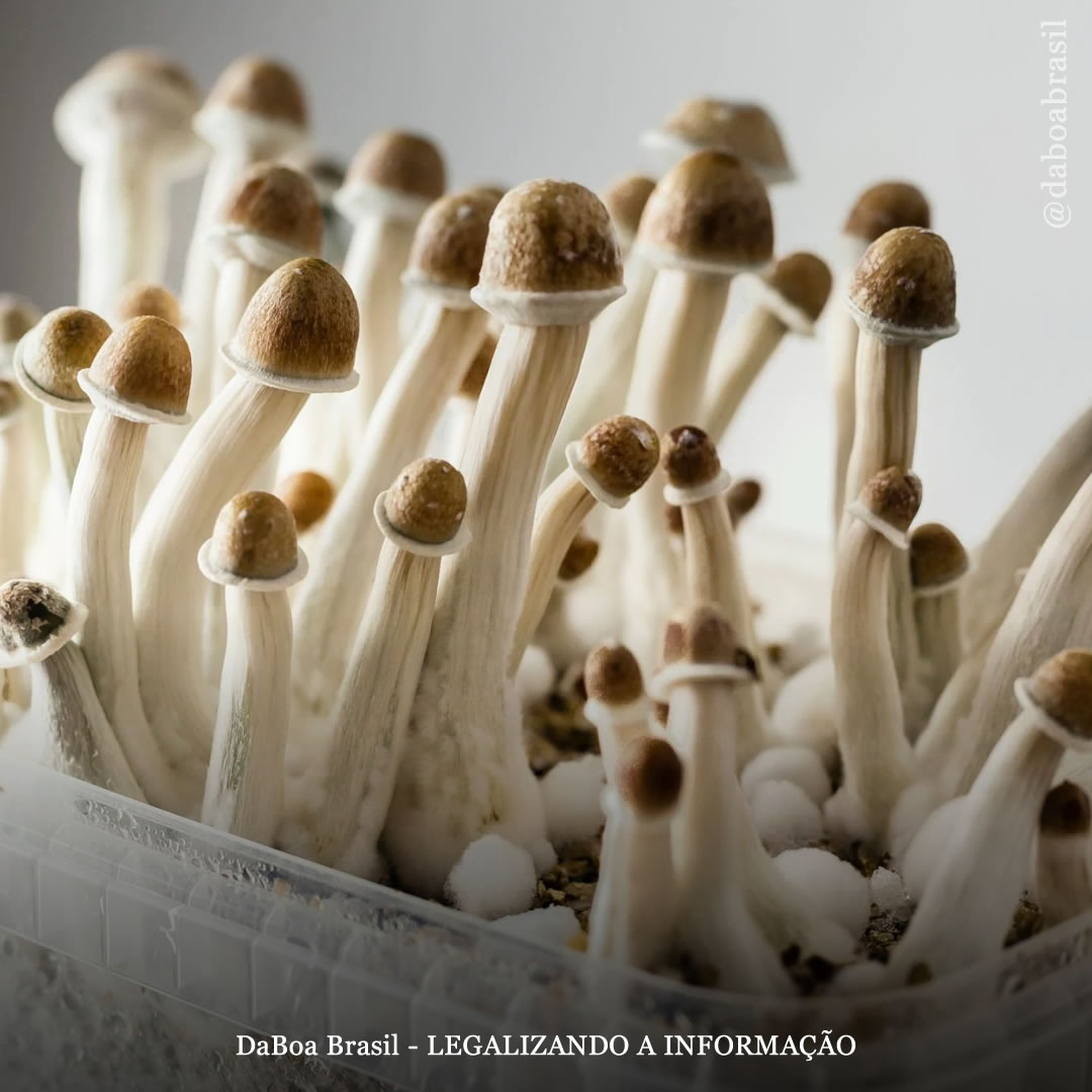 EUA: iniciativa de legalização de psicodélicos no Colorado deve ser aprovada na próxima semana