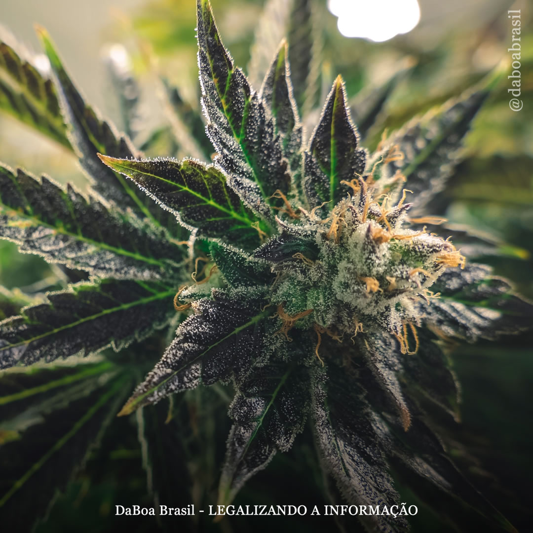 Não há evidências de que o CBD reduza os efeitos do THC, diz estudo