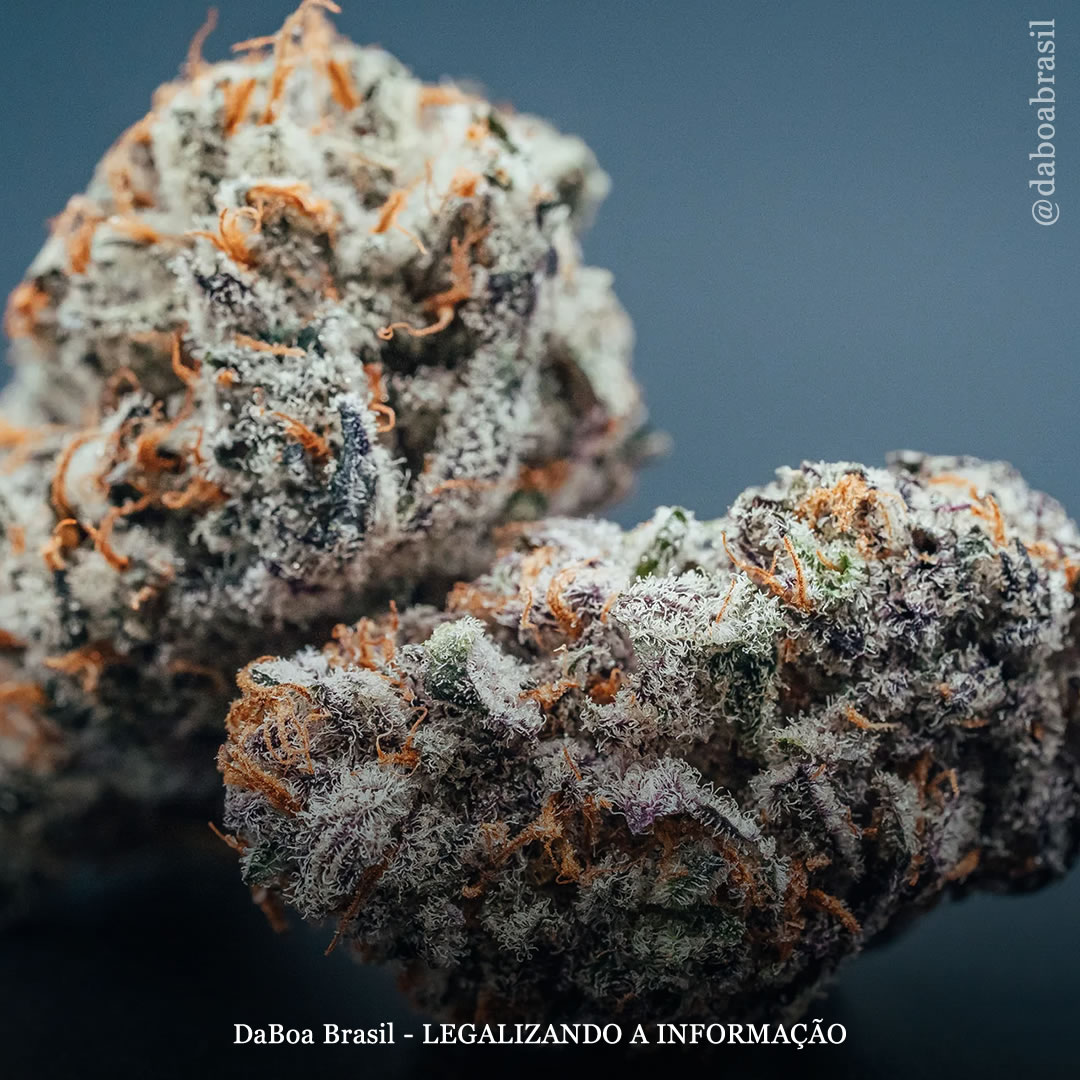 Pessoas com hepatite que usam maconha são menos propensas a ter pressão alta ou diabetes, diz estudo