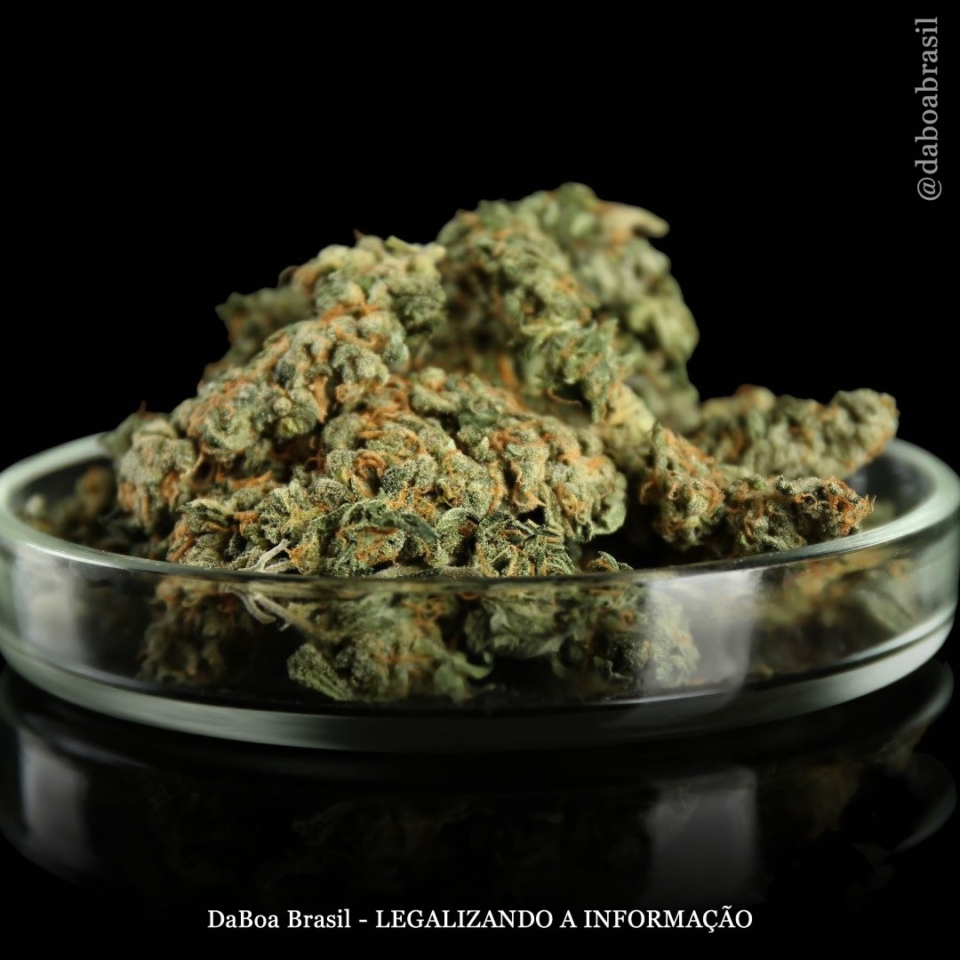 A maconha tem efeitos benéficos exclusivos em pessoas com transtorno bipolar, diz novo estudo