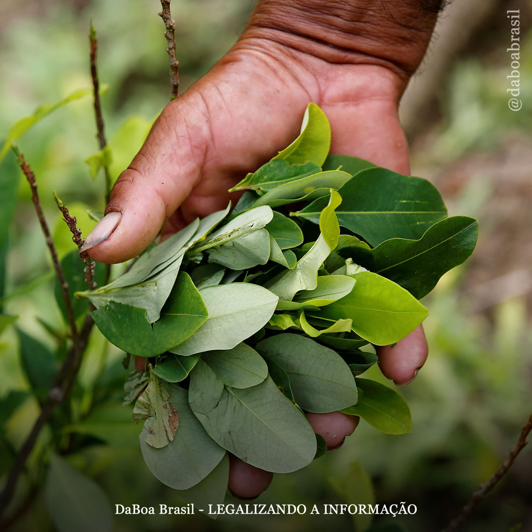 Colômbia: Presidente Petro encontra cultivadores de coca em ato histórico
