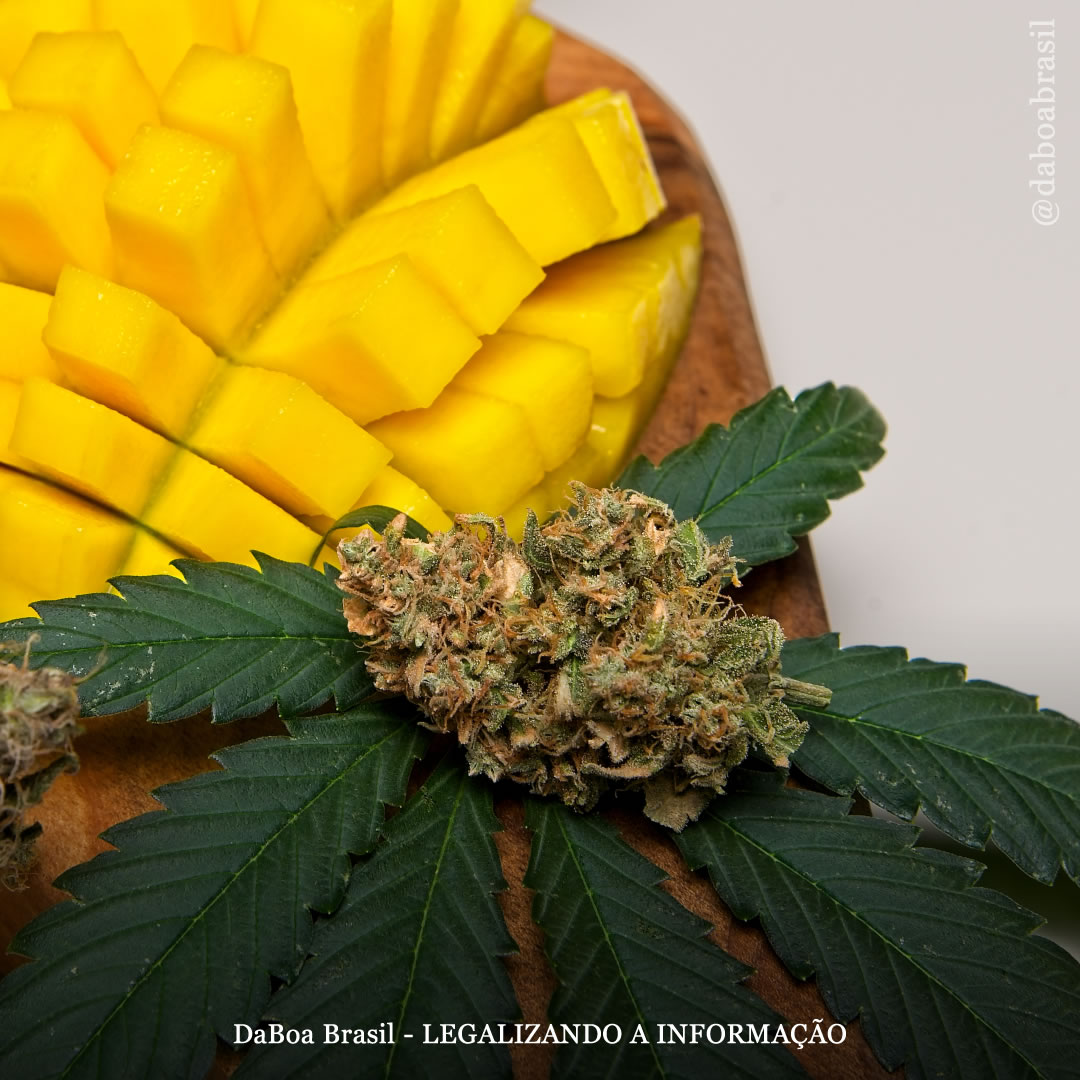 Comer manga realmente aumenta o efeito da maconha?