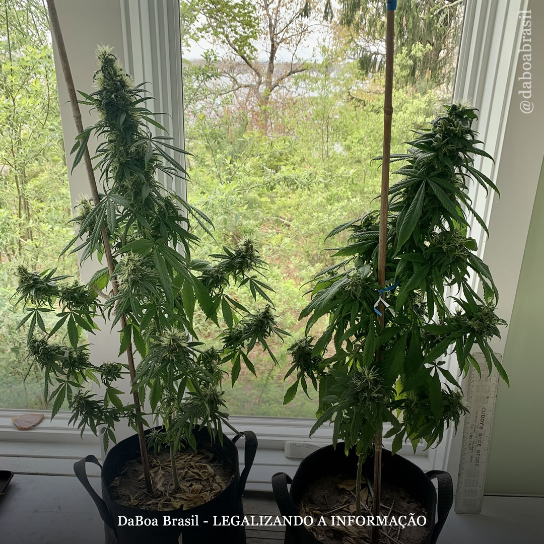 Dicas de cultivo: como cultivar maconha dentro de casa sem luzes artificiais