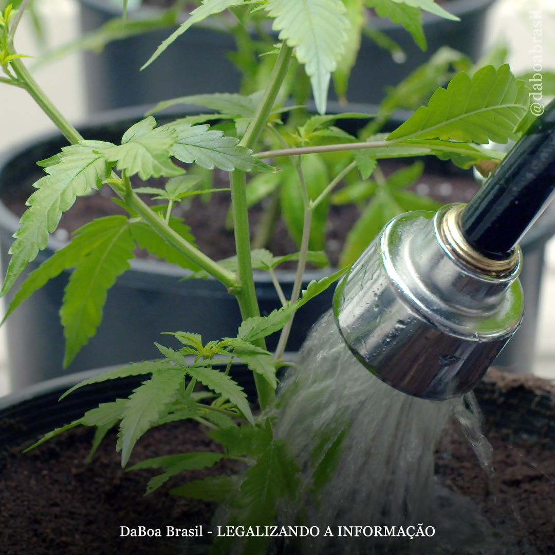 Dicas de cultivo: como e quando lavar as raízes de suas plantas de maconha