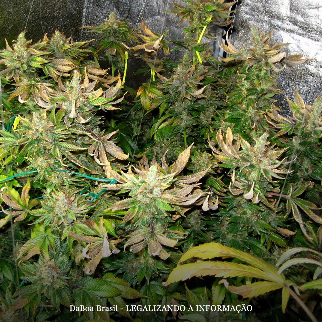 Dicas de cultivo: como proteger suas plantas de maconha do estresse por calor