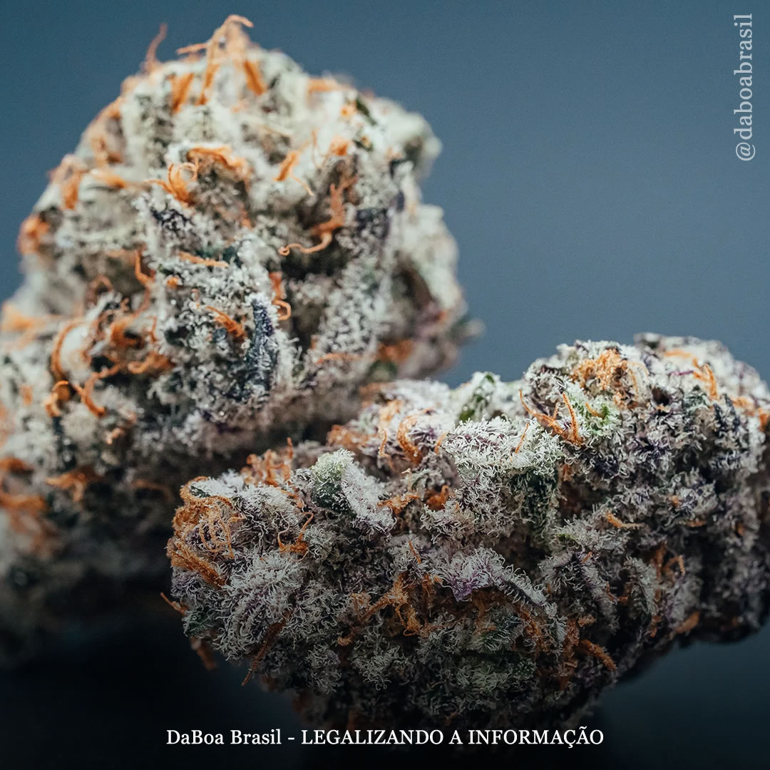 EUA: Pensilvânia está dando US $ 50 por mês a idosos para cobrir custos de uso medicinal da maconha