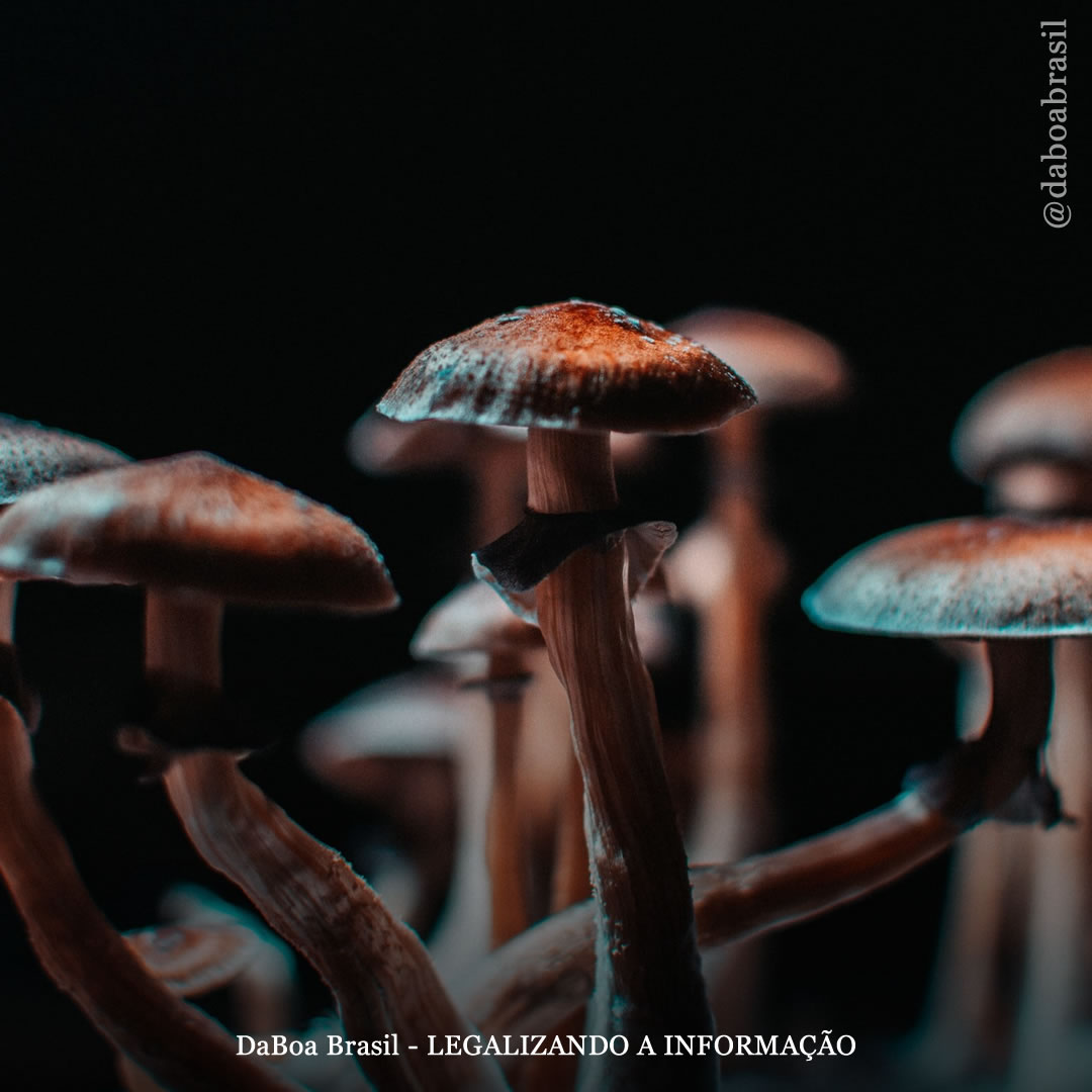 Estudo examina a psilocibina como tratamento para o transtorno do espectro autista