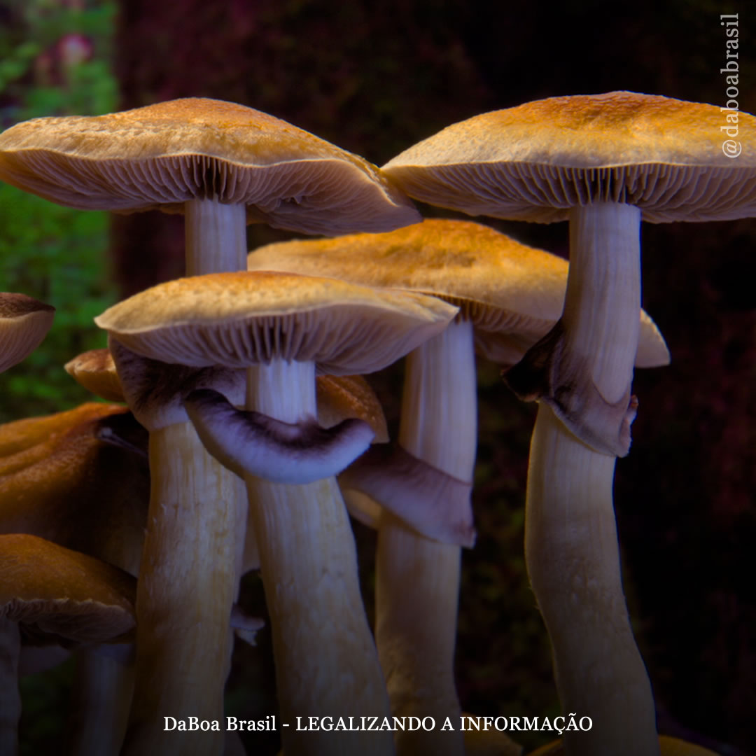 Jamaica quer impulsionar o turismo de retiros psicodélicos