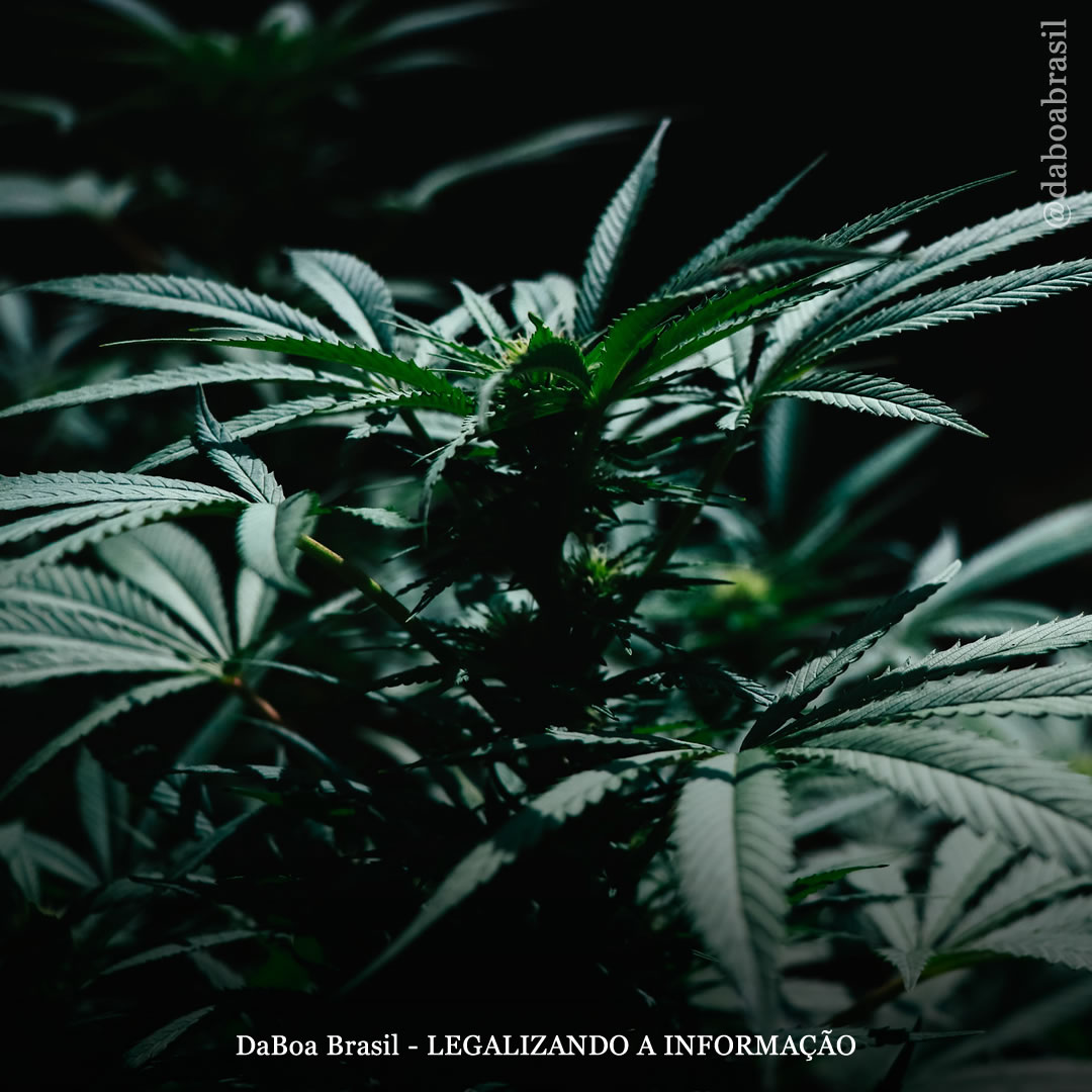 Legalização da maconha reduz prisões mesmo em lugares que já são descriminalizados, diz estudo