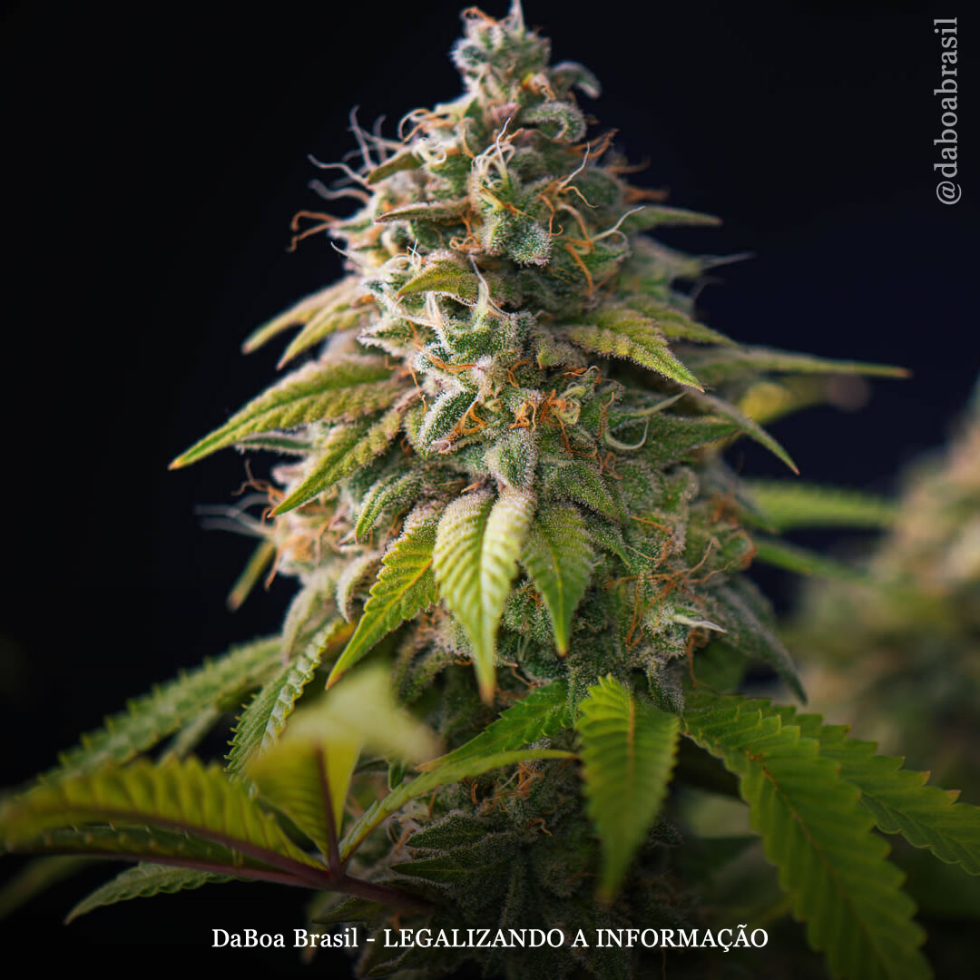 Lugares com maconha legal têm menos uso por menores de idade e direção prejudicada do que lugares criminalizados, diz estudo